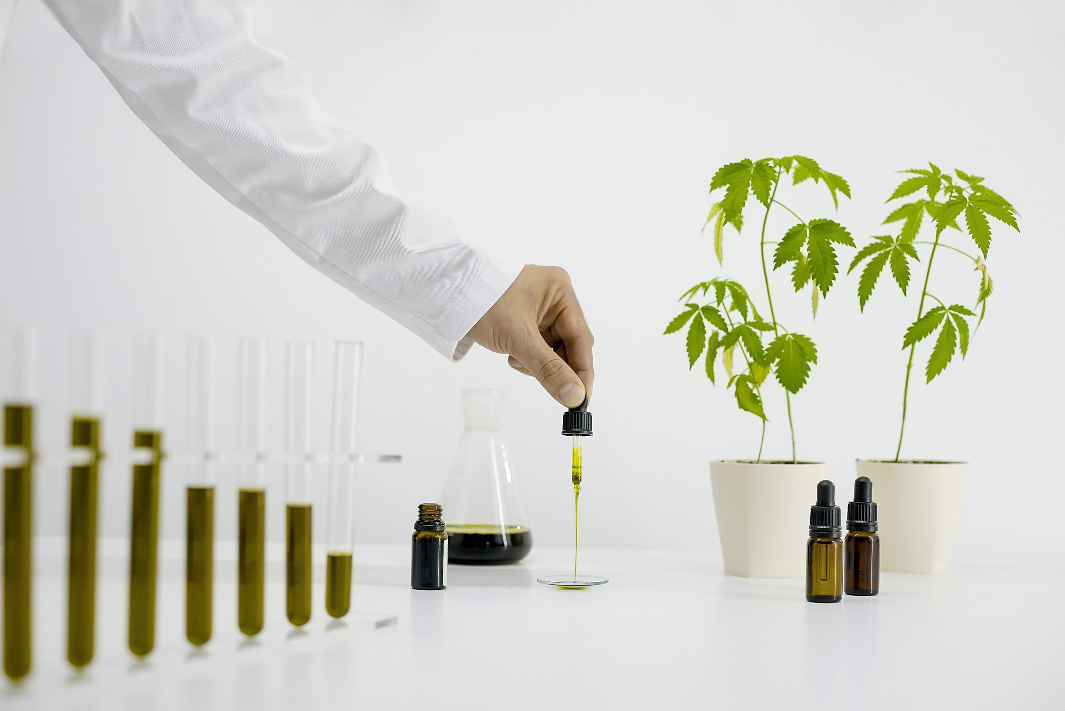 White table with Marijuana plant in pottery. Glass tube and laboratory flask with oil. Hand dropping CBD oil from pipette to the watch glass